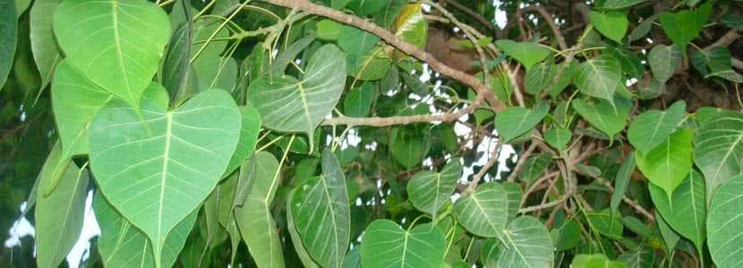 पीपल का पेड़ और ऑक्सीजन का मिथ